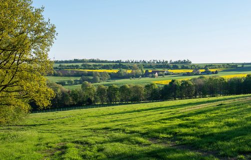 green landscape trees fields