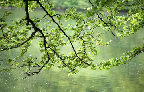 Spring, tree over a lake